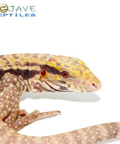 ALBINO ULTRA PURPLE TEGUS FOR SALE