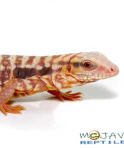 ALBINO SNOWMAKER TEGUS FOR SALE