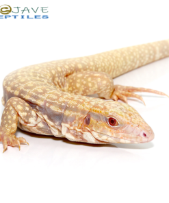 WE HAVE ALBINO ULTRA PURPLE TEGUS FOR SALE