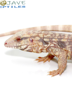  ALBINO SNOWMAKER TEGUS FOR SALE