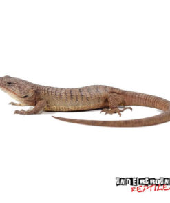 ABRONIA LEUROLEPIS FOR SALE