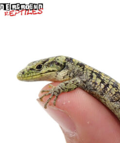 ABRONIA TAENIATA FOR SALE