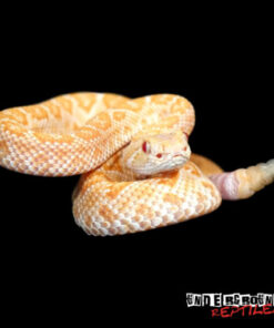 BABY ALBINO HET SCALELESS WESTERN DIAMONDBACK RATTLESNAKE FOR SALE