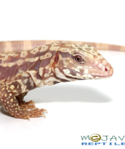 Albino Ultra Purple Tegu #1
