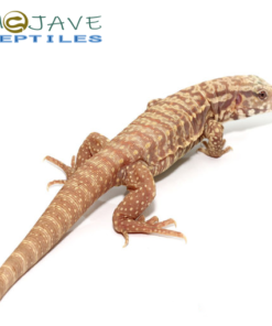 WE HAVE ALBINO ULTRA PURPLE TEGUS FOR SALE