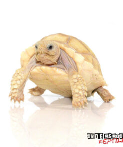 BABY IVORY SULCATA TORTOISE FOR SALE