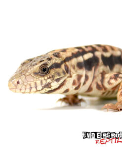 BABY RED HET ANERYTHRISTIC TEGU FOR SALE