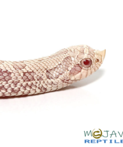 BABY CARAMEL SNOW WESTERN HOGNOSE SNAKE FOR SALE