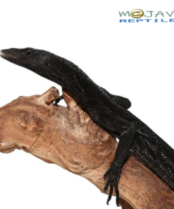 Black Tree Monitor