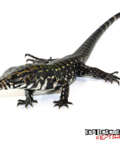 BABY DEEP PURPLE TEGUS FOR SALE