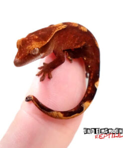 Ember Crested Gecko (HYBRID)
