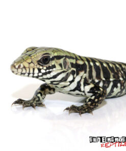 BABY ICE TEGU HET ALBINO FOR SALE