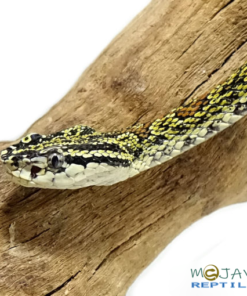 JERDONI PIT VIPERS FOR SALE