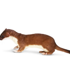 LEAST WEASEL FOR SALE