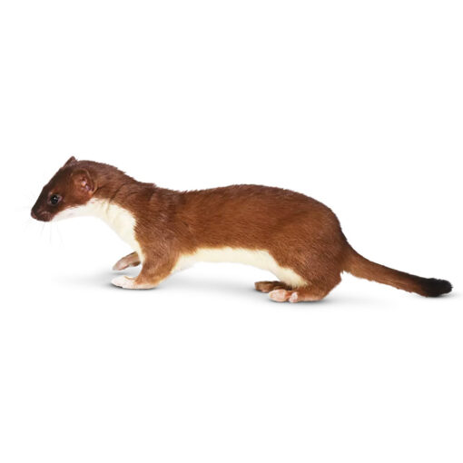 LEAST WEASEL FOR SALE