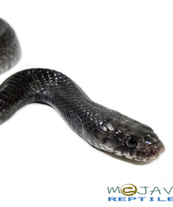 MEXICAN INDIGO FOR SALE