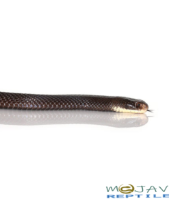 PAPUAN BLACK SNAKE FOR SALE