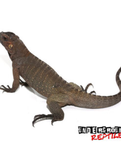 RHINO IGUANAS FOR SALE