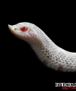 BABY SNOW WESTERN HOGNOSE SNAKE FOR SALE