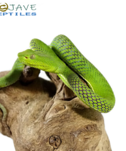 Sterjeni’s Bamboo Pit Viper