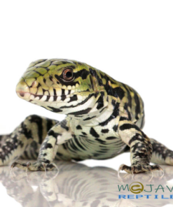 WE HAVE BABY ULTRA PURPLE TEGUS FOR SALE