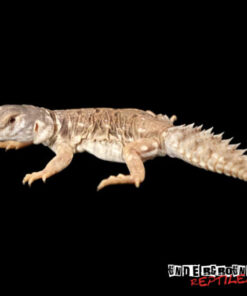 UROMASTYX PRINCEPS FOR SALE
