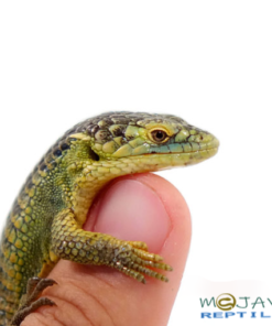 ABRONIA SMITHI FOR SALE