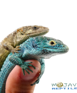 ABRONIA VASCONCELOSII FOR SALE