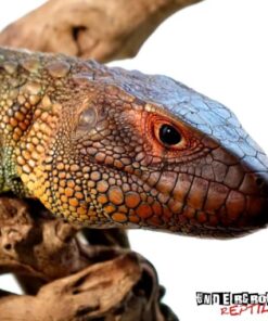 CAIMAN LIZARD FOR SALE
