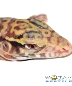 BABY ALBINO PURPLE TIGER TEGUS FOR SALE