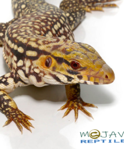 Albino Snowmaker Tegu #5