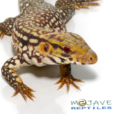 Albino Snowmaker Tegu #5