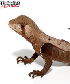 PERUVIAN DEAD LEAF LIZARD FOR SALE