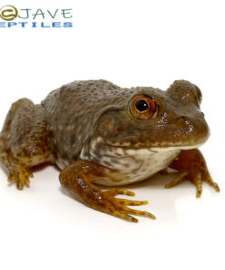 American Bullfrog