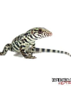 Baby Merica Tegu