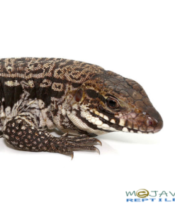 ANERY SNOWMAKER TEGUS FOR SALE