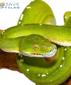 ARU GREEN TREE PYTHON FOR SALE