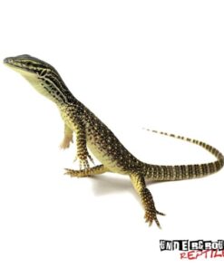 Baby Argus Monitor For Sale