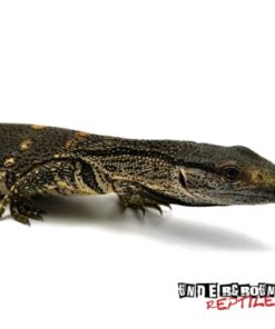 Baby Black throat Monitor