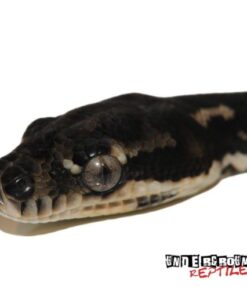 Baby Diamond Python For Sale