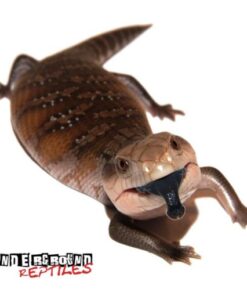 Baby Northern Blue Tongue Skink For Sale