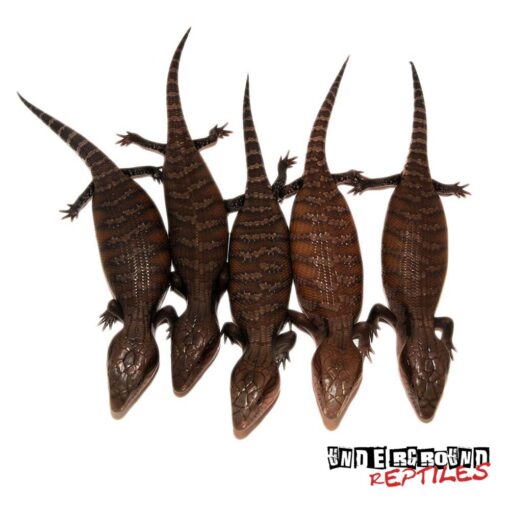 Baby Northern Blue Tongue Skink For Sale - Image 4