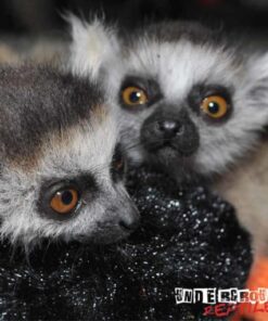 Baby Ring Tailed Lemur For Sale