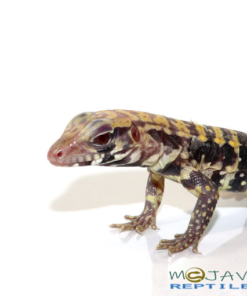 BABY ALBINO BLUE TEGUS FOR SALE