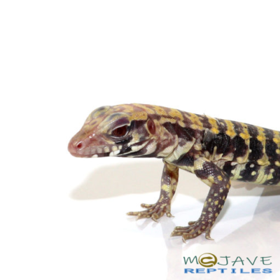 BABY ALBINO BLUE TEGUS FOR SALE