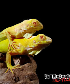 BABY ALBINO IGUANA FOR SALE