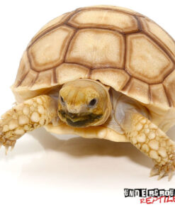 BABY HYPO SULCATA TORTOISE FOR SALE