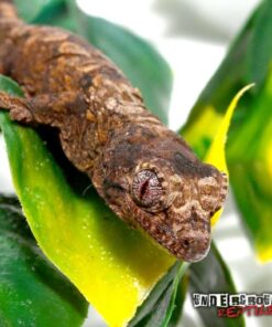 BABY MAINLAND CHAHOUA GECKO FOR SALE