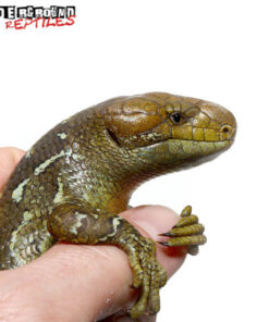 BABY MONKEY TAILED SKINKS FOR SALE