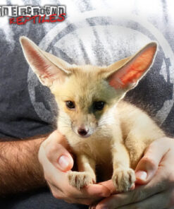 Ruppell’s Fox